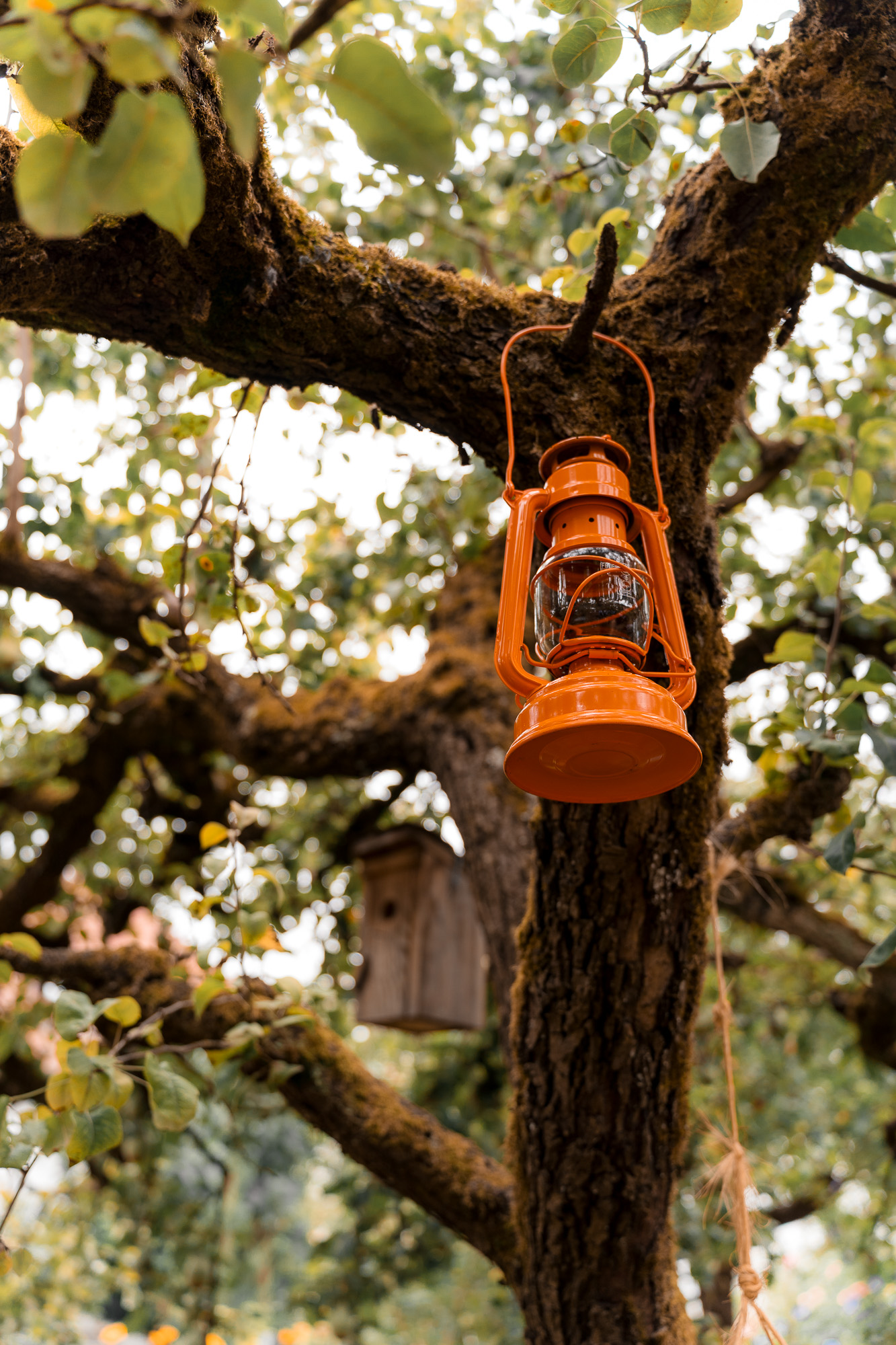 Orangefarbene Laterne hängt an einem alten Baum während der Gartenhochzeit